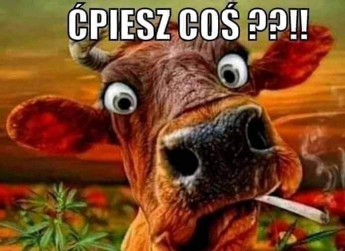 Naszywki naklejki na ubrania